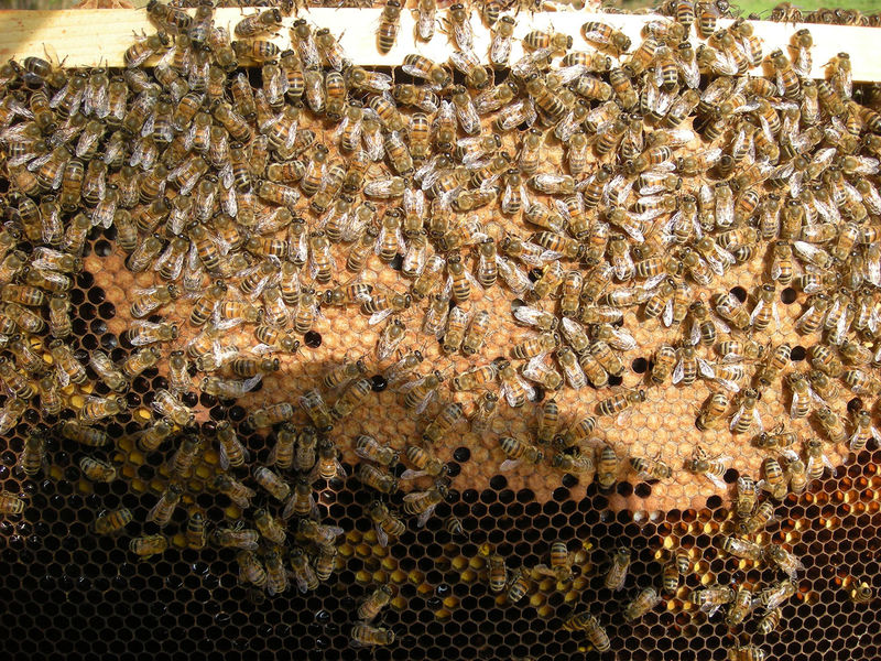 La ruche Stode Bopied